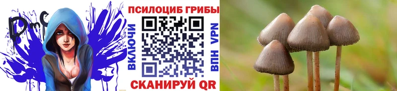 Псилоцибиновые грибы Psilocybe  наркотики  Пионерский 